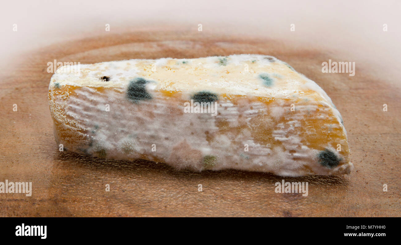 Mouldy hard cheese, covered in fungal growths, diverse cultures Stock Photo