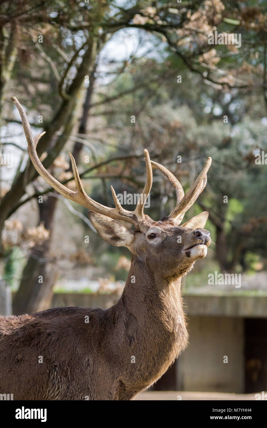Head of male iberian deer Stock Photo
