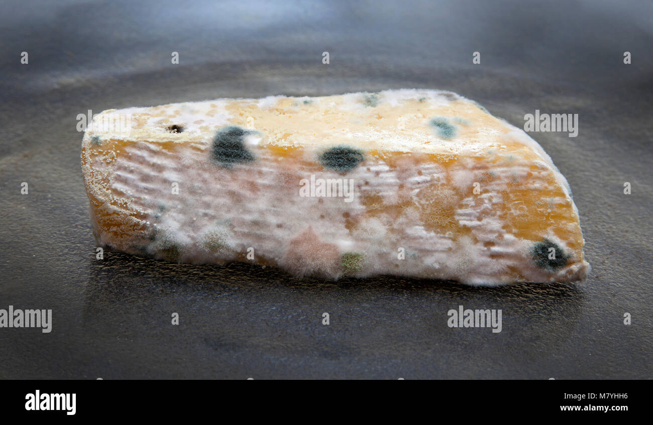 Mouldy hard cheese, covered in fungal growths, diverse cultures Stock Photo