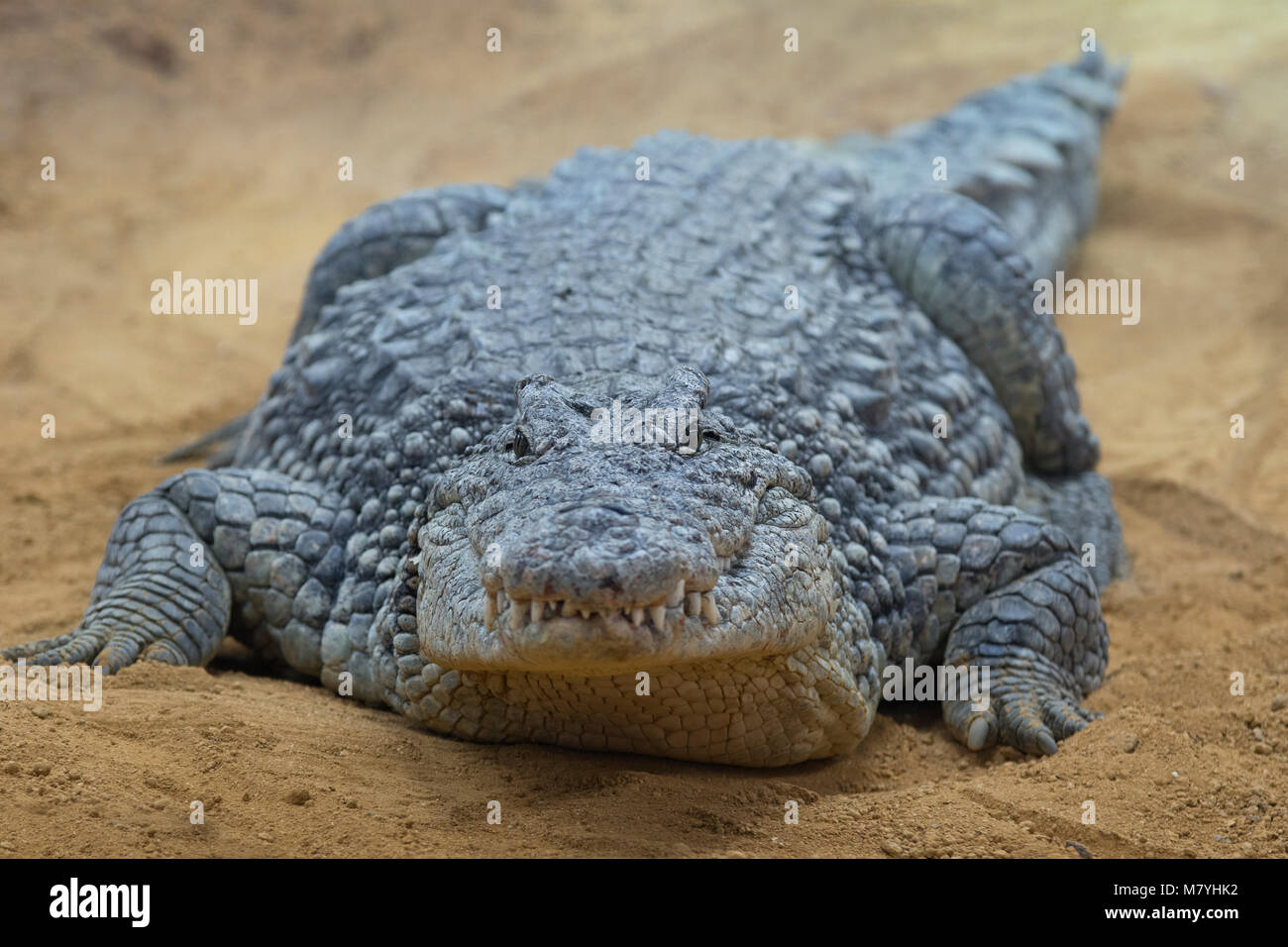 Male nile crocodile resting in the sand Stock Photo