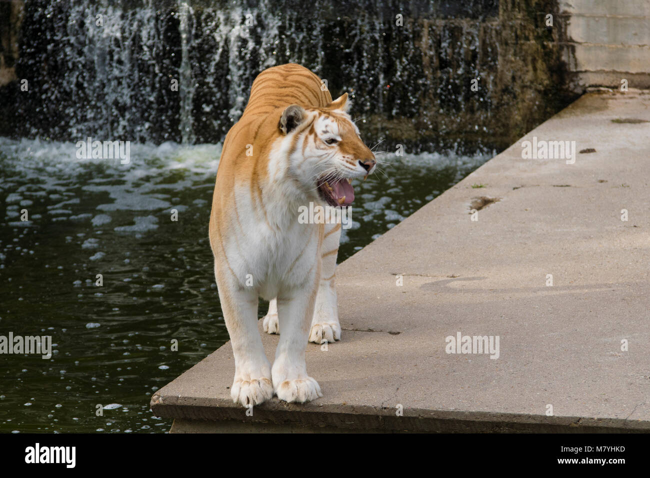 A female bengal tiger with a genetic mutation Stock Photo