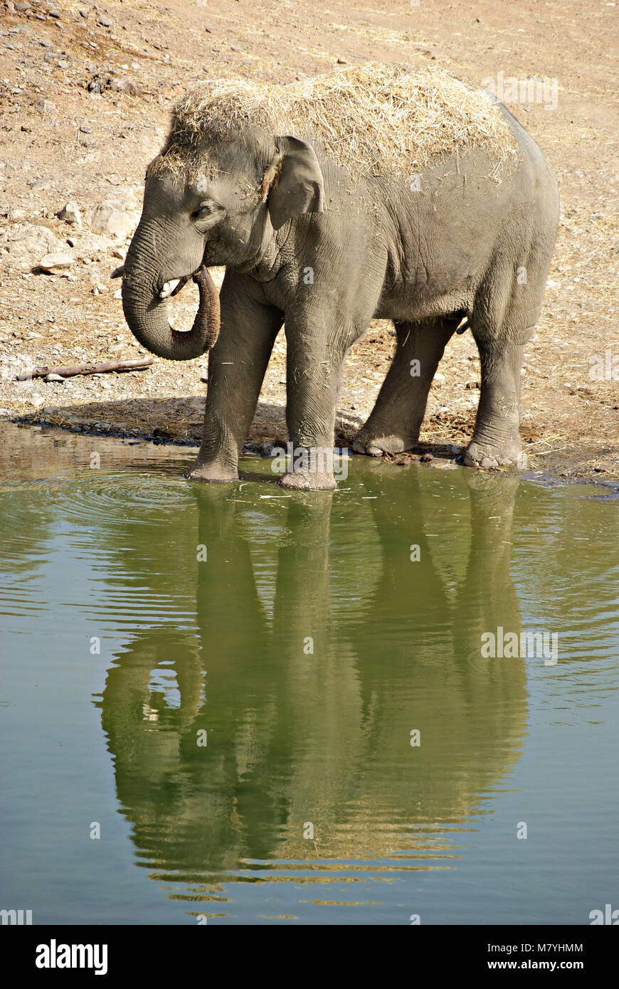 Asian female elephant drinking water reflected in a lake in summer Stock Photo