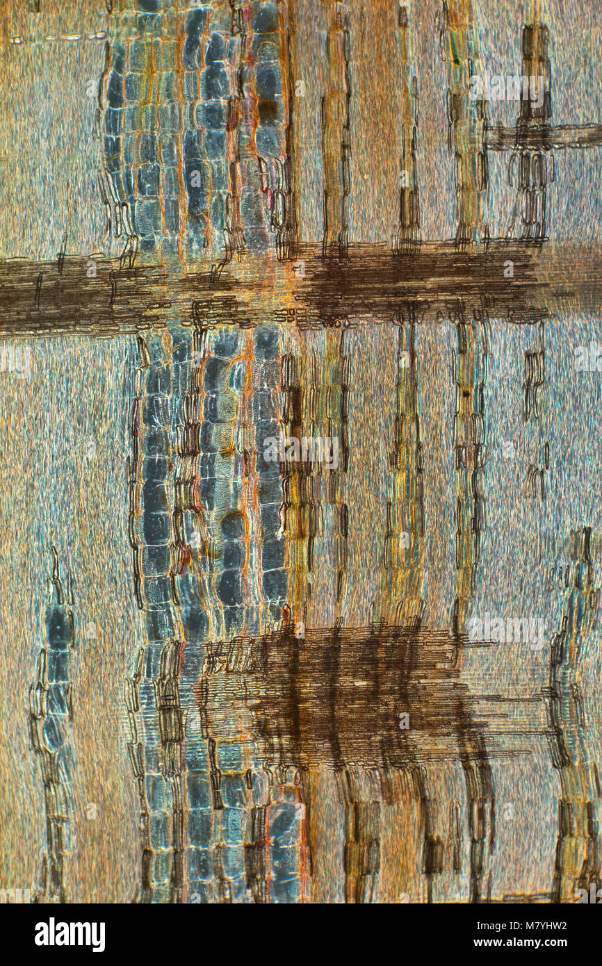 Laburnum cytisis, wood section LS. Darkfield photomicrograph Stock