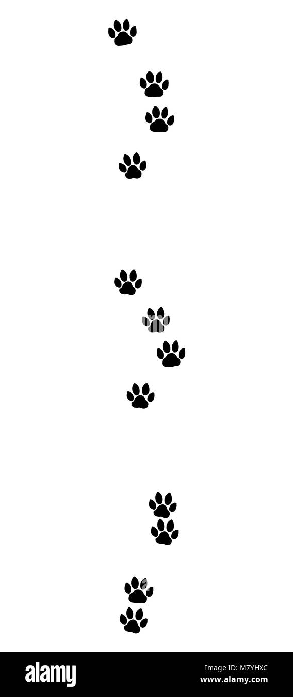 Cat tracks. Typical footprints of a domestic cat - black icon illustration on white background. Stock Photo