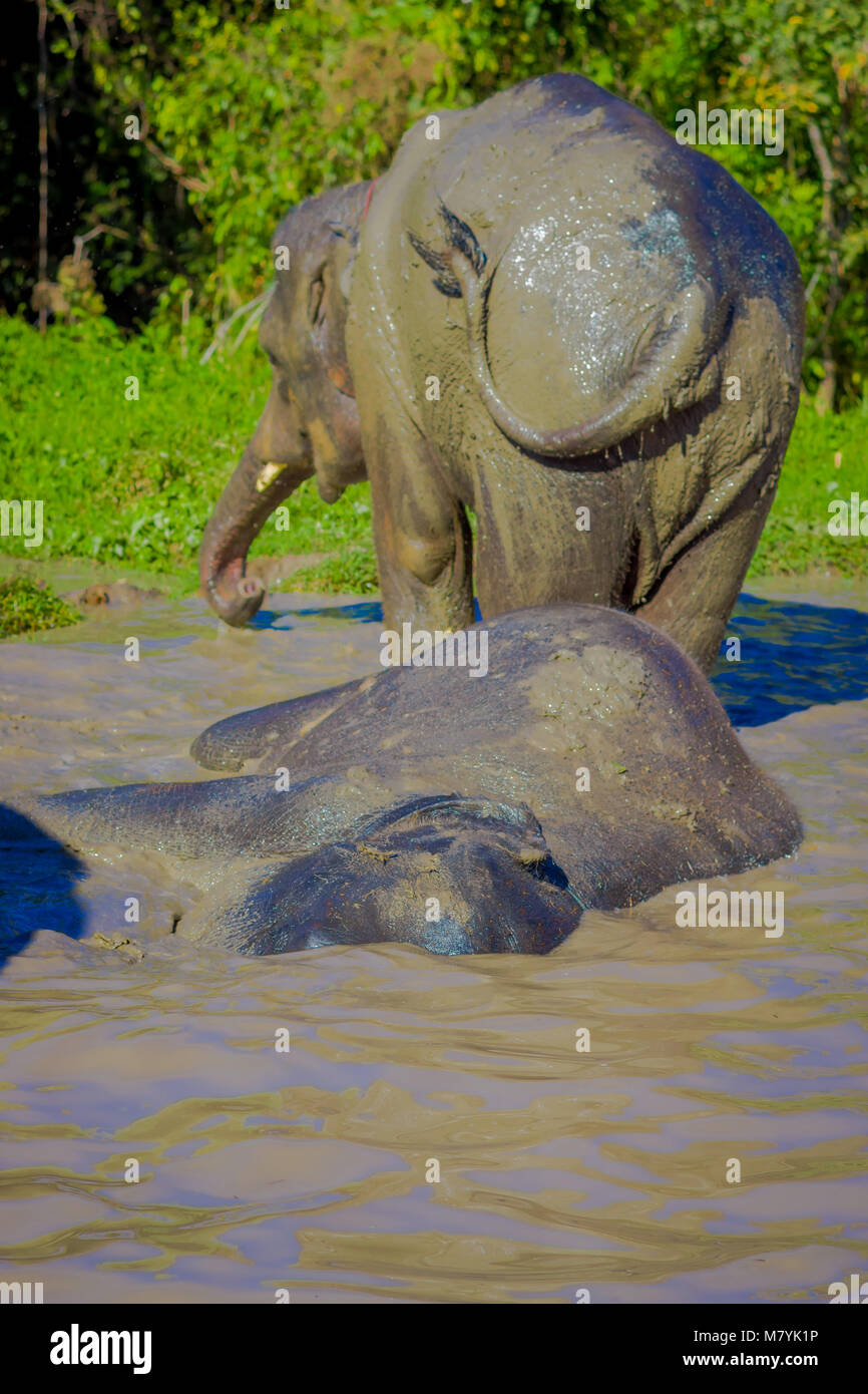 Outdoor view of huge Elephants taking a bath with mud in Jungle ...