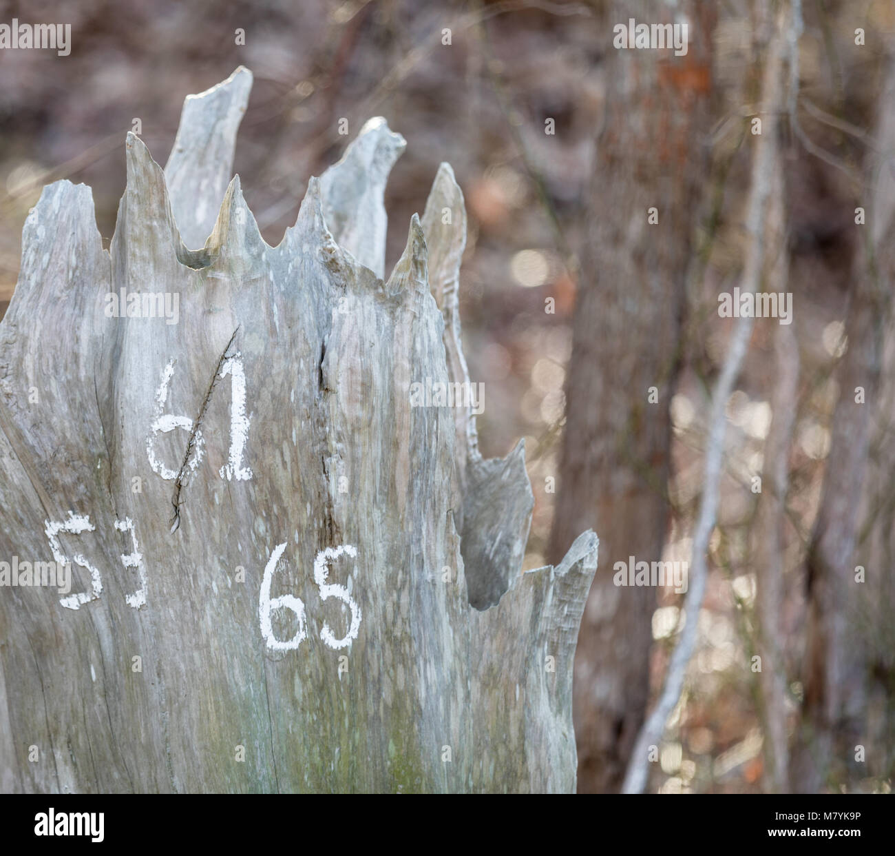 house numbers written in white paint on an old tree trunk Stock Photo