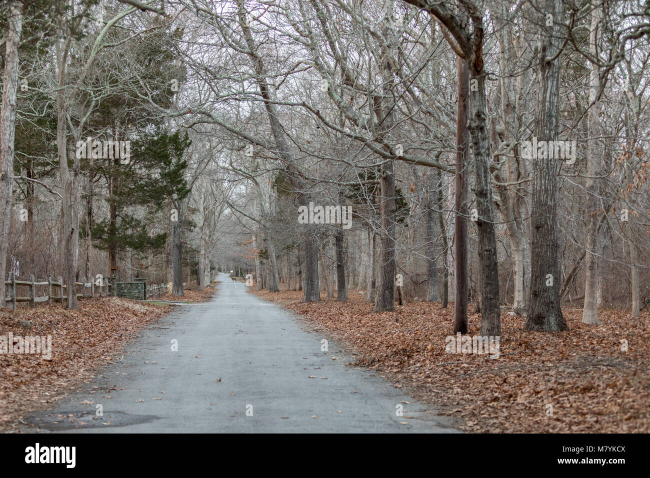 a doe standing at the end of a long single lane road in north haven, ny Stock Photo