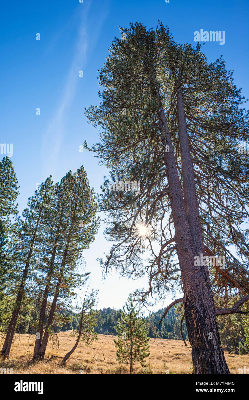 Group of pine trees at Palomar Mountain State Park. San Diego County, California, USA Stock