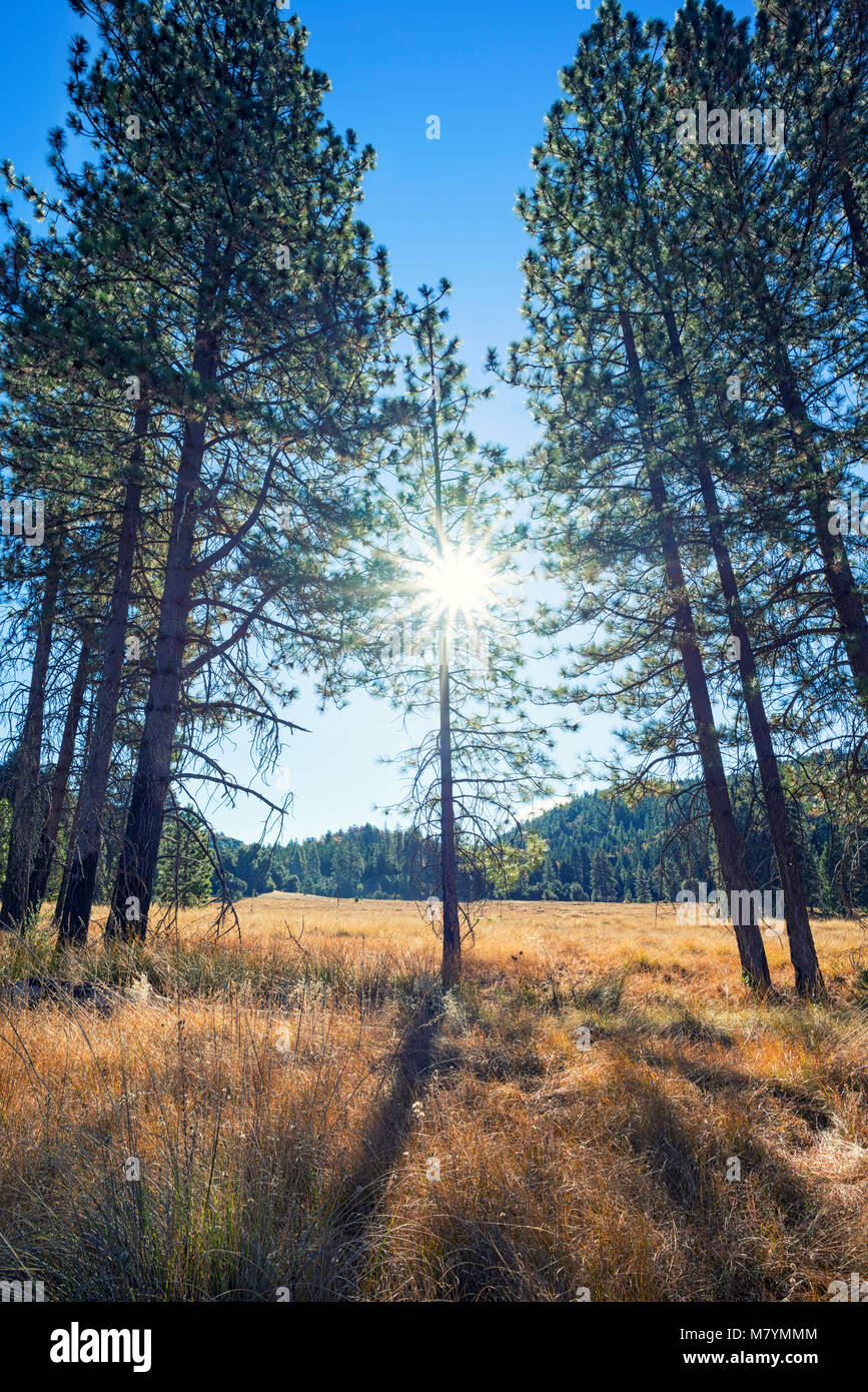 Group of pine trees at Palomar Mountain State Park. San Diego County