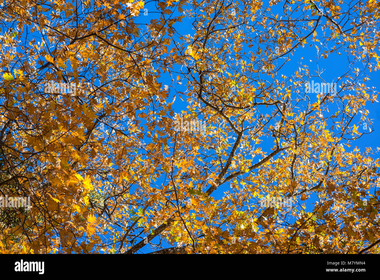 Groups of brown leaves on an Autumn morning. Stock Photo