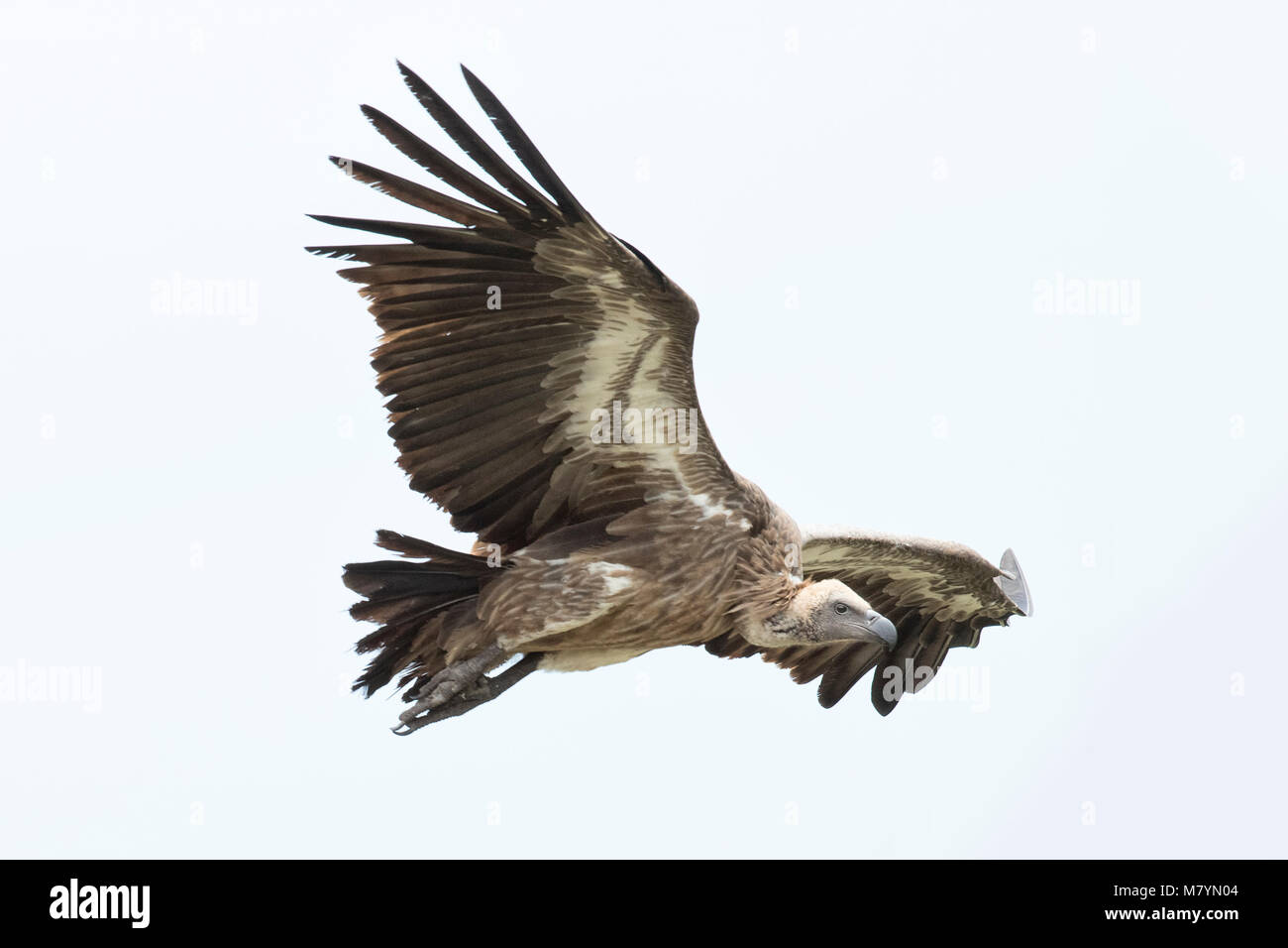 Vulture flying in the sky Stock Photo Alamy