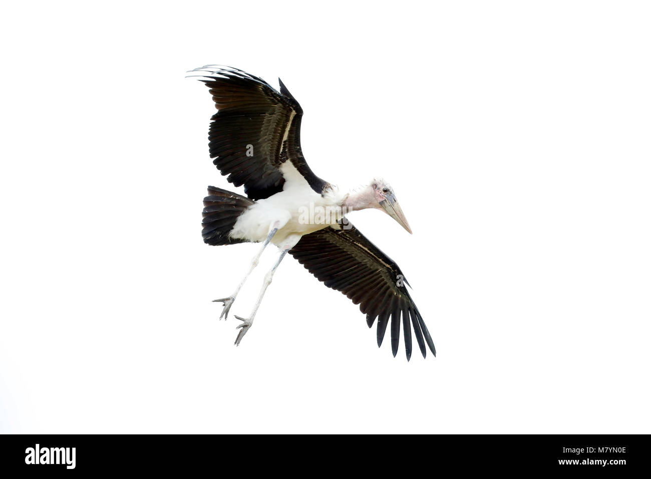 Marabou Stork flying in the sky Stock Photo