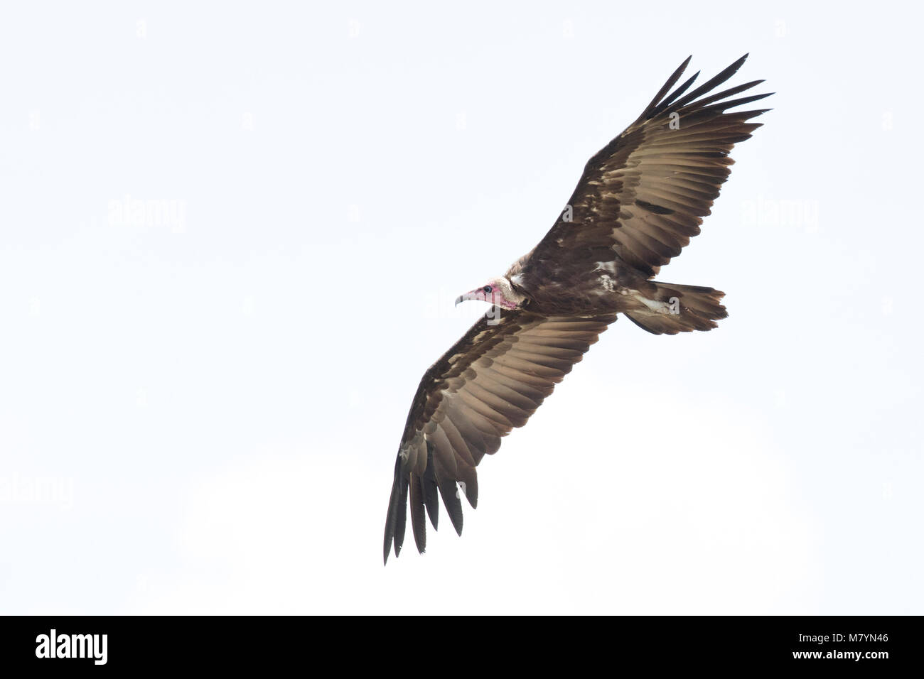 Vulture flying in the sky Stock Photo - Alamy