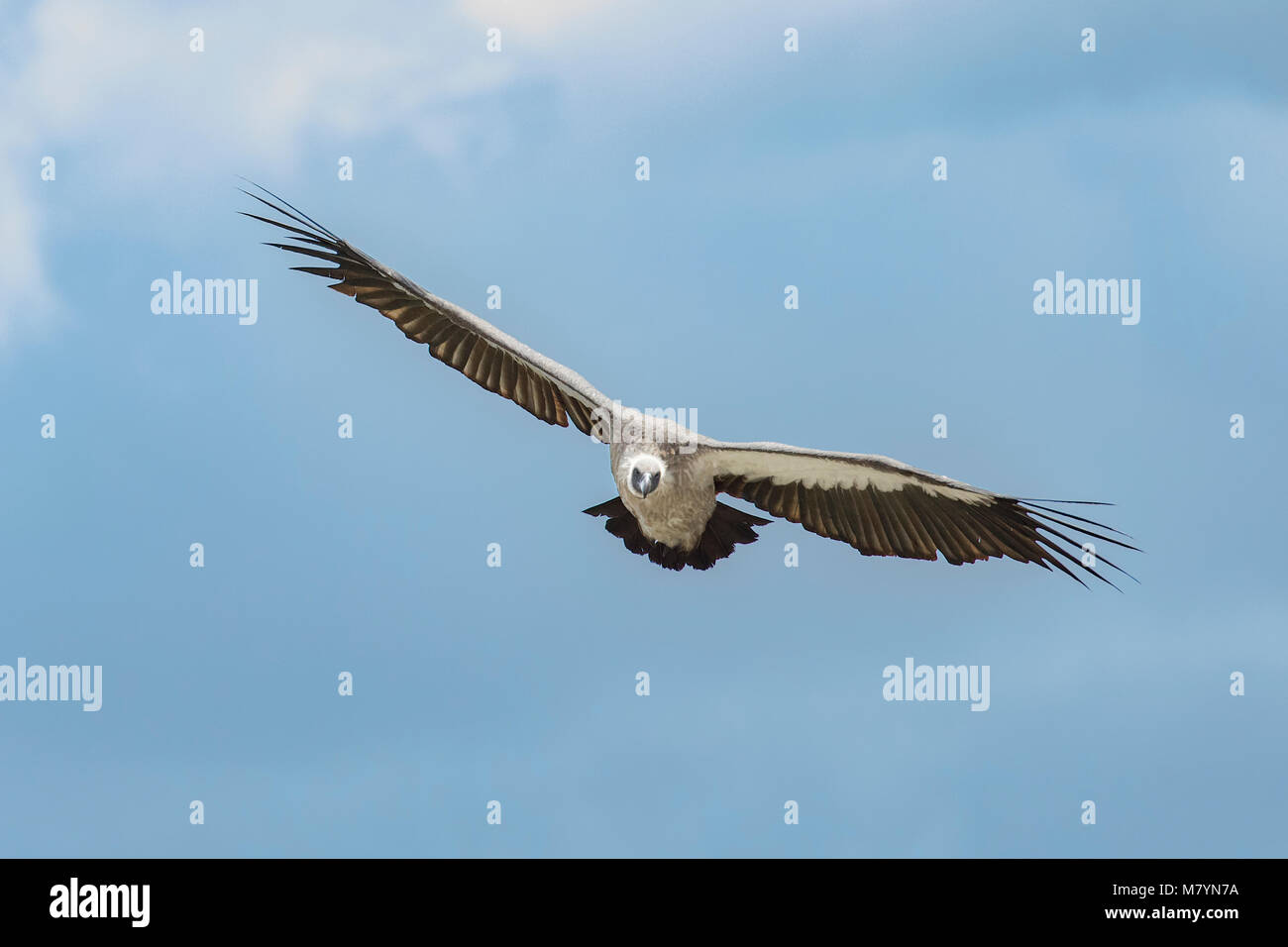 Vulture flying in the sky Stock Photo Alamy