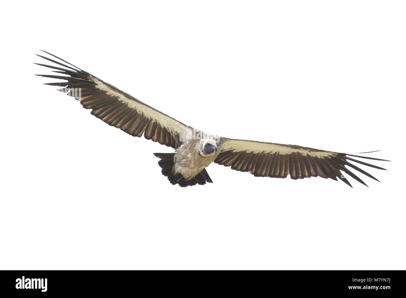 Vulture flying in the sky Stock Photo - Alamy