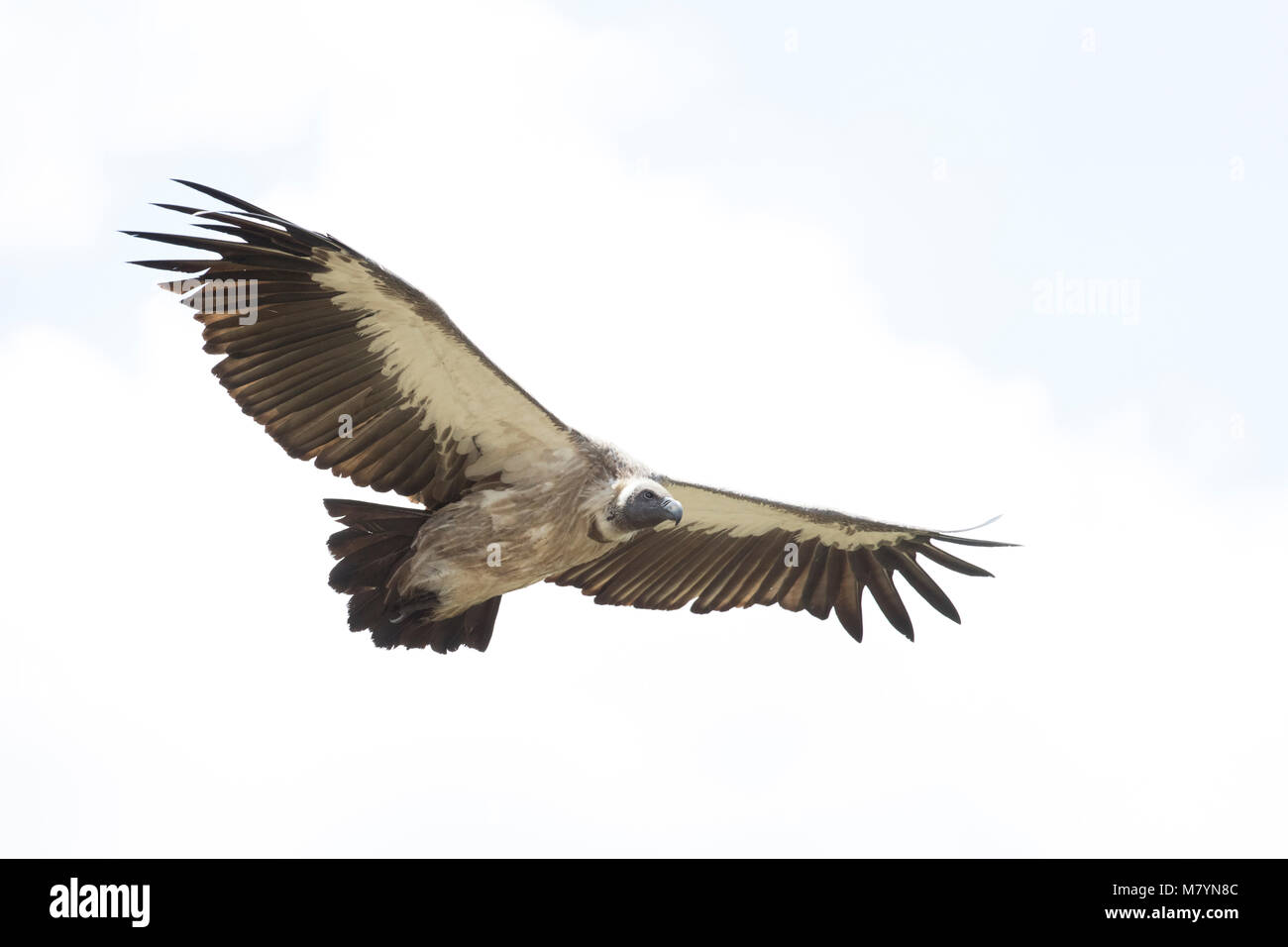 Vulture flying in the sky Stock Photo Alamy