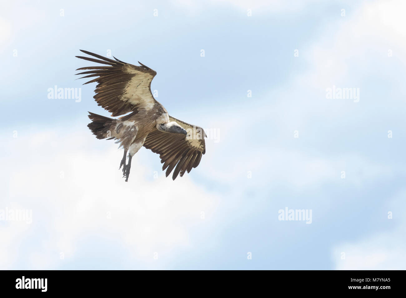 Vulture flying in the sky Stock Photo Alamy