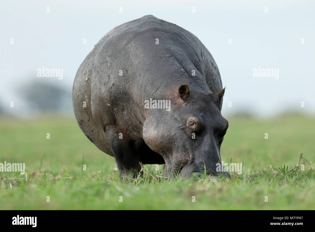 Hippo in Chobe National Park, Botswana Stock Photo