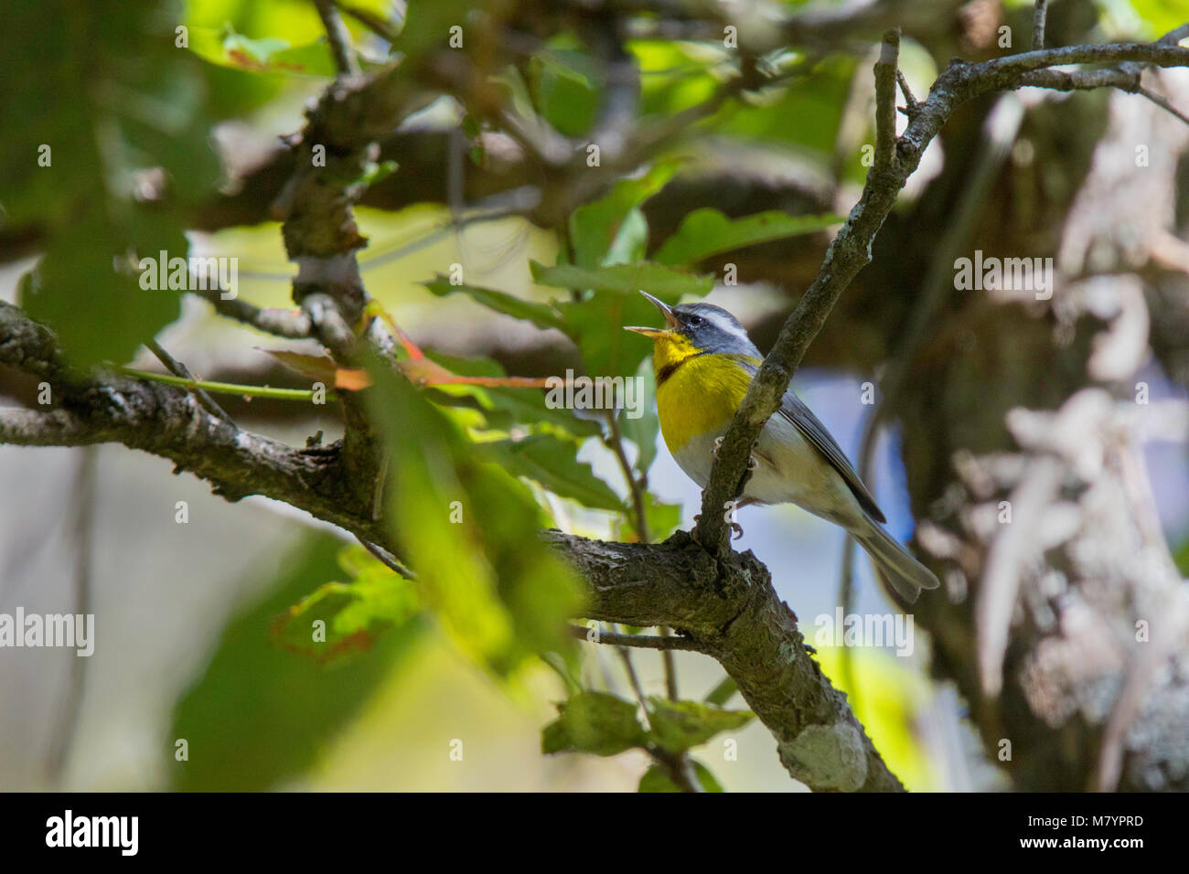 Crescent-chested Warbler  Oreothlypis superciliosa Cerro de San Juan, Tepic, Nayarit, Mexico 1 March 2018   Adult     Parulidae Stock Photo
