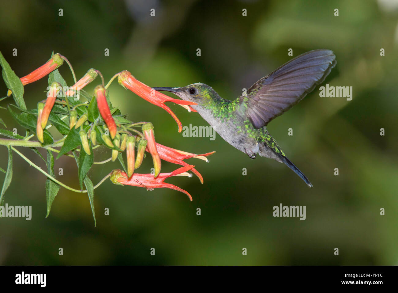 Thalurania ridgwayi hires stock photography and images Alamy