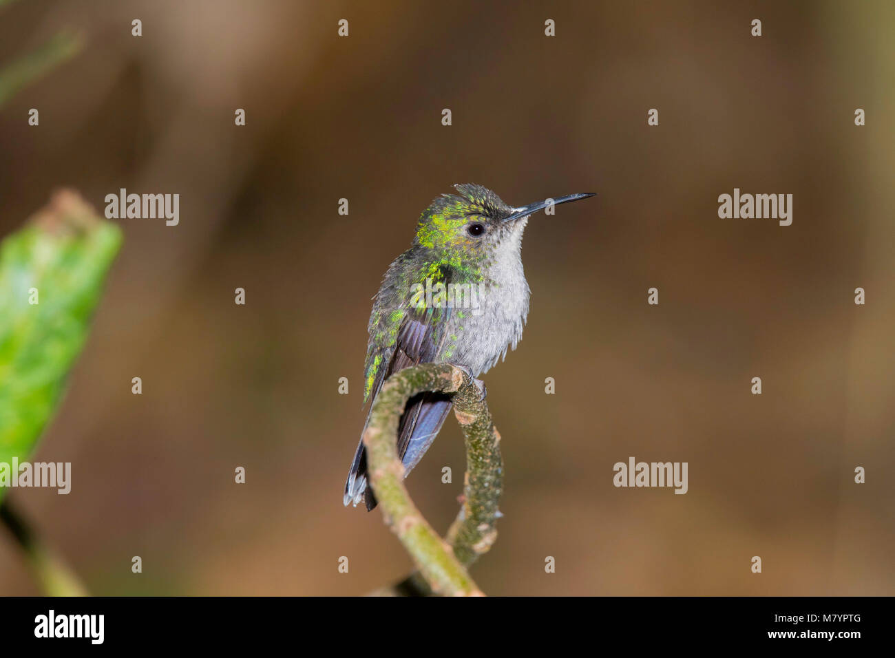 Mexican Woodnymph  Thalurania ridgwayi Cerro de San Juan, Tepic, Nayarit, Mexico 1 March 2018    Adult Female       Trochilidae Stock Photo