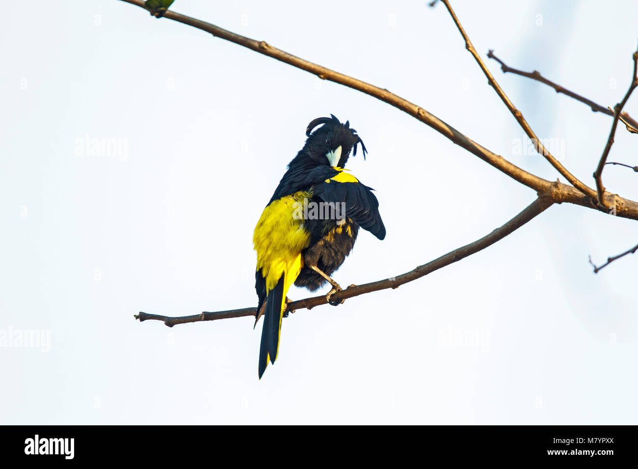 Yellow-winged Cacique  Cacicus melanicterus Tepic, Nayarit, Mexico 3 March 2018     Adult Male preening.      Icteridae Stock Photo
