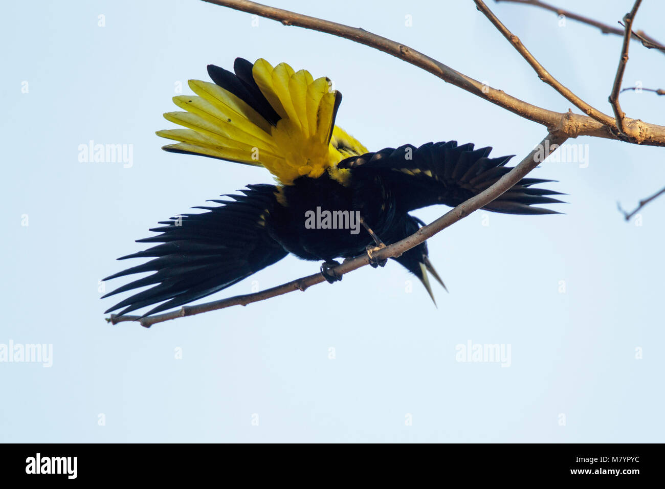 Yellow-winged Cacique  Cacicus melanicterus Tepic, Nayarit, Mexico 3 March 2018     Adult Male displaying.      Icteridae Stock Photo