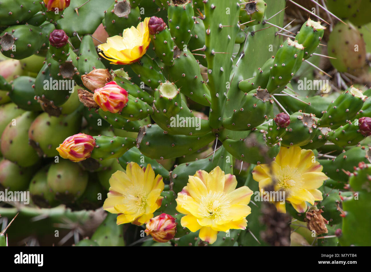 Sydney Australia, prickly pear fruit and flowers Stock Photo Alamy