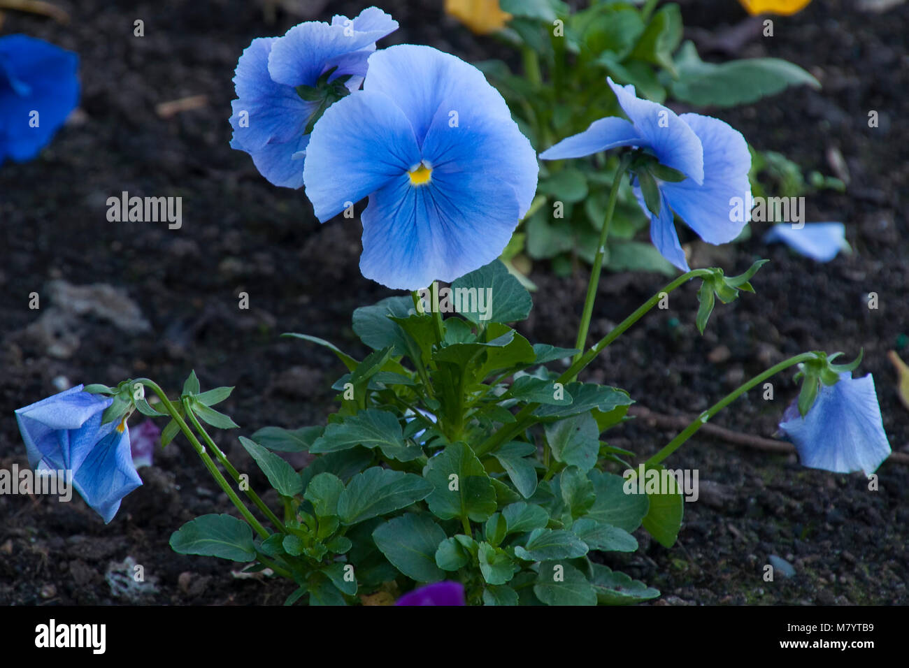 Sydney Australia, flowerbed with blue pansy plant Stock Photo