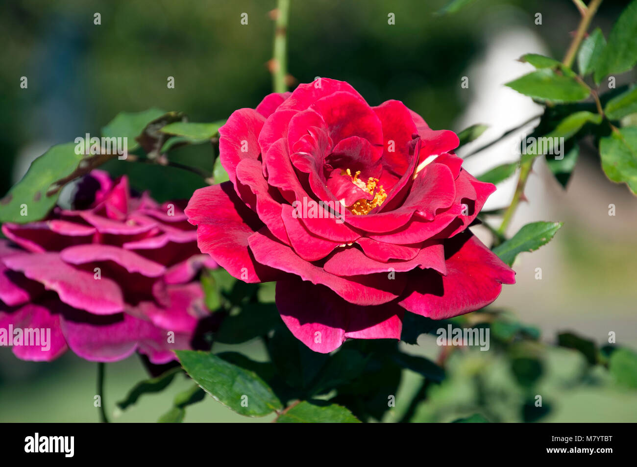 Sydney Australia, red roses in botanical garden Stock Photo Alamy