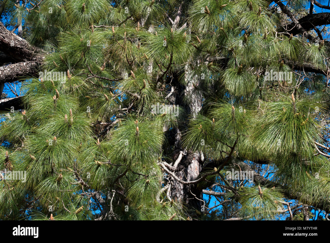 Sydney Australia, Pinus Roxburghii foliage Stock Photo