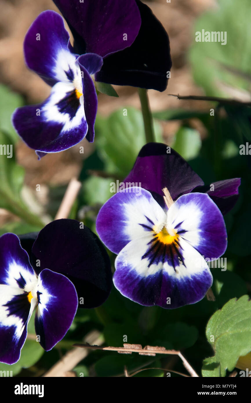 Sydney Australia, dark purple and white flowering pansy plant Stock Photo