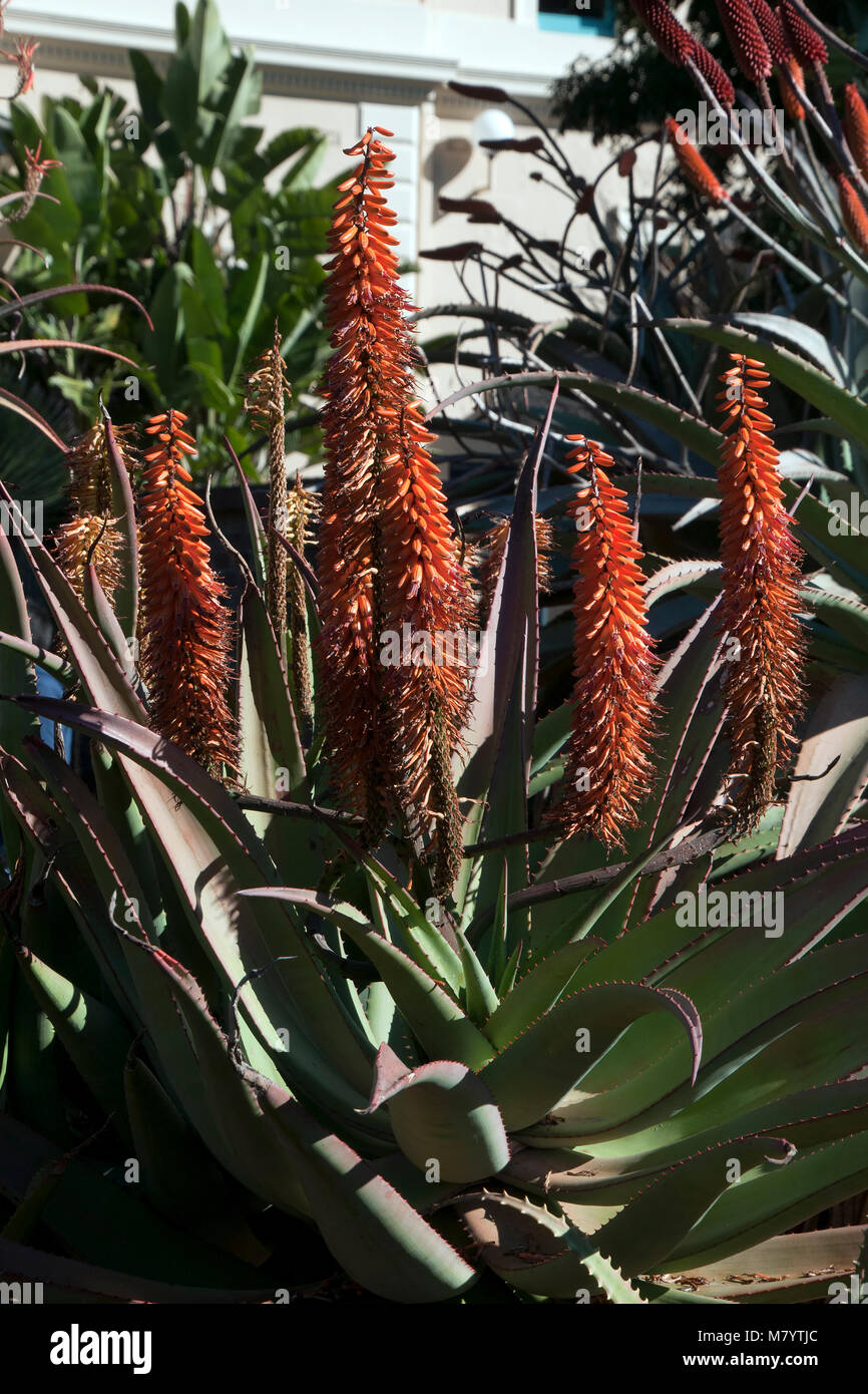 Sydney Australia, red hot poker agave in flower Stock Photo