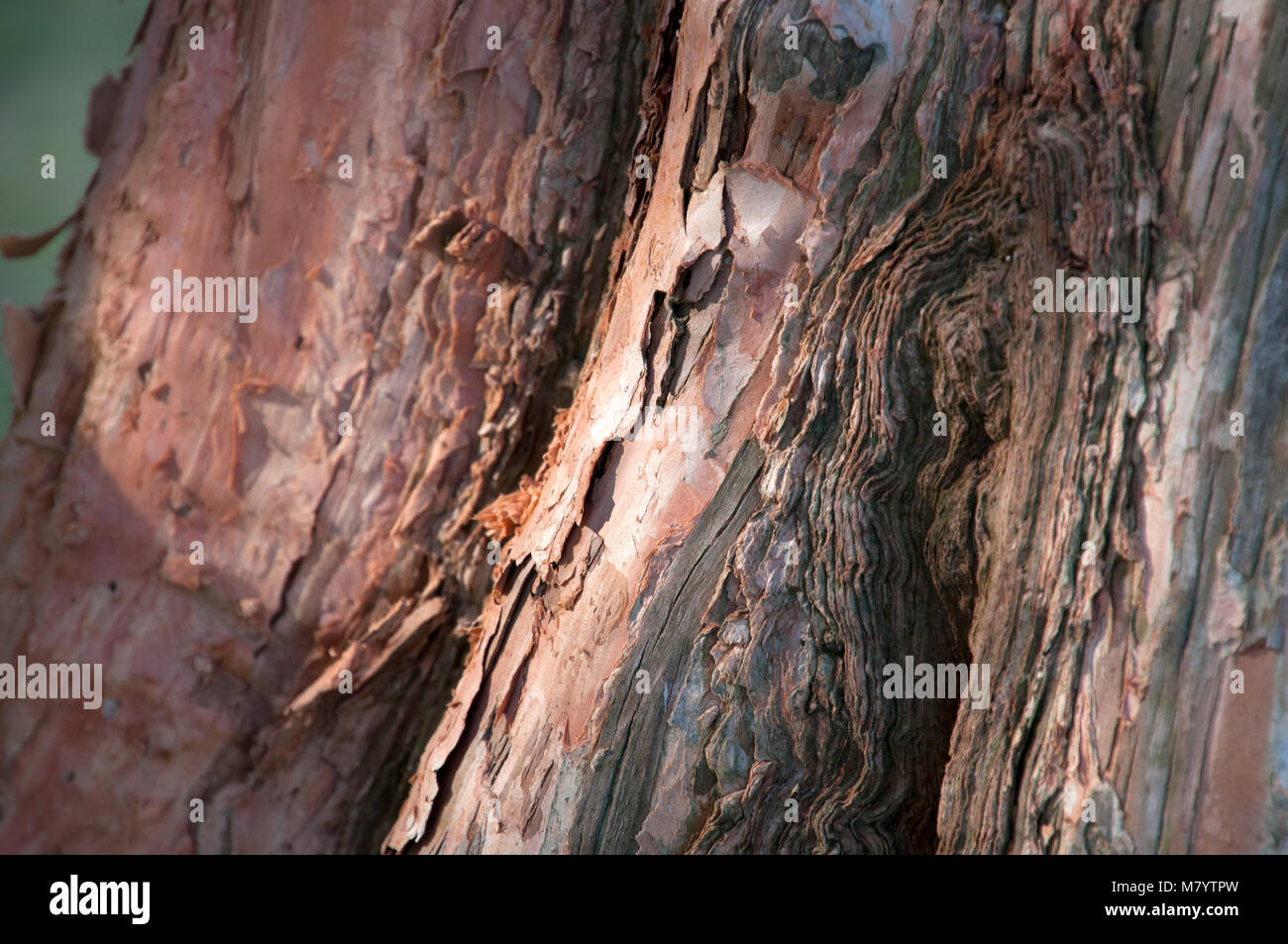 Sydney Australia, textured bark of a Biconvex paperbark tree Stock Photo