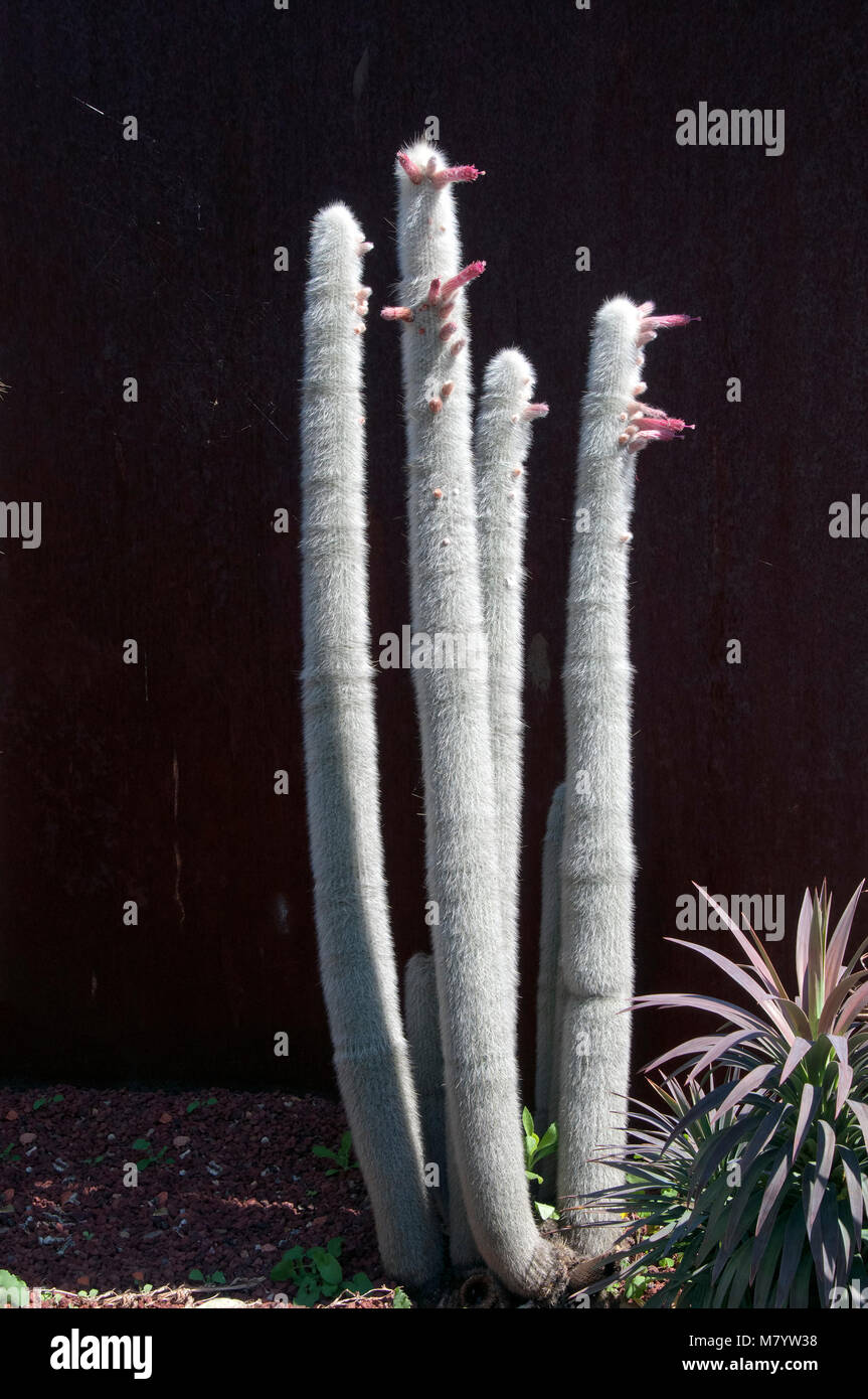 Sydney Australia, silver torch cactus with flowers Stock Photo