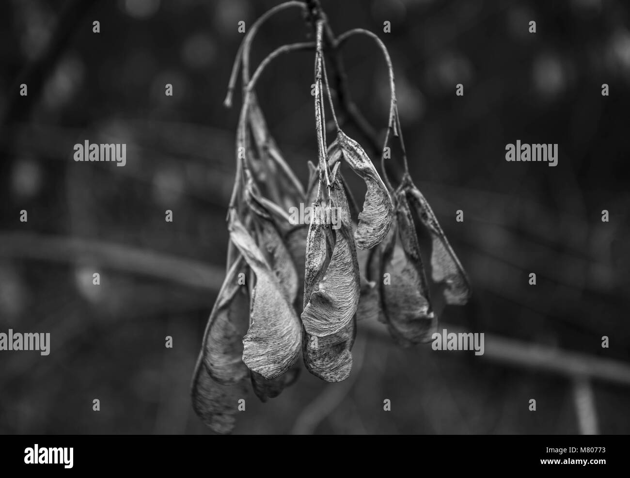 Wielkopolska, Poland. 12th Mar, 2018. Places - the forest and its surroundings in the early spring. Credit: Dawid Tatarkiewicz/ZUMA Wire/Alamy Live News Stock Photo