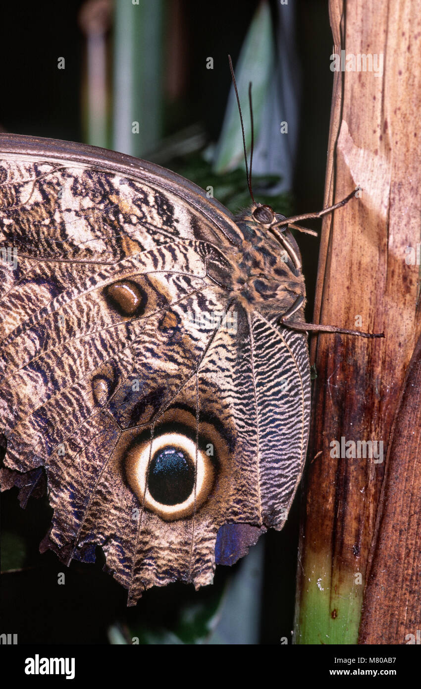 Owl Butterfly, Caligo sp (Nymphalidae), Parque das Aves, Foz do Iguacu, Brazil Stock Photo