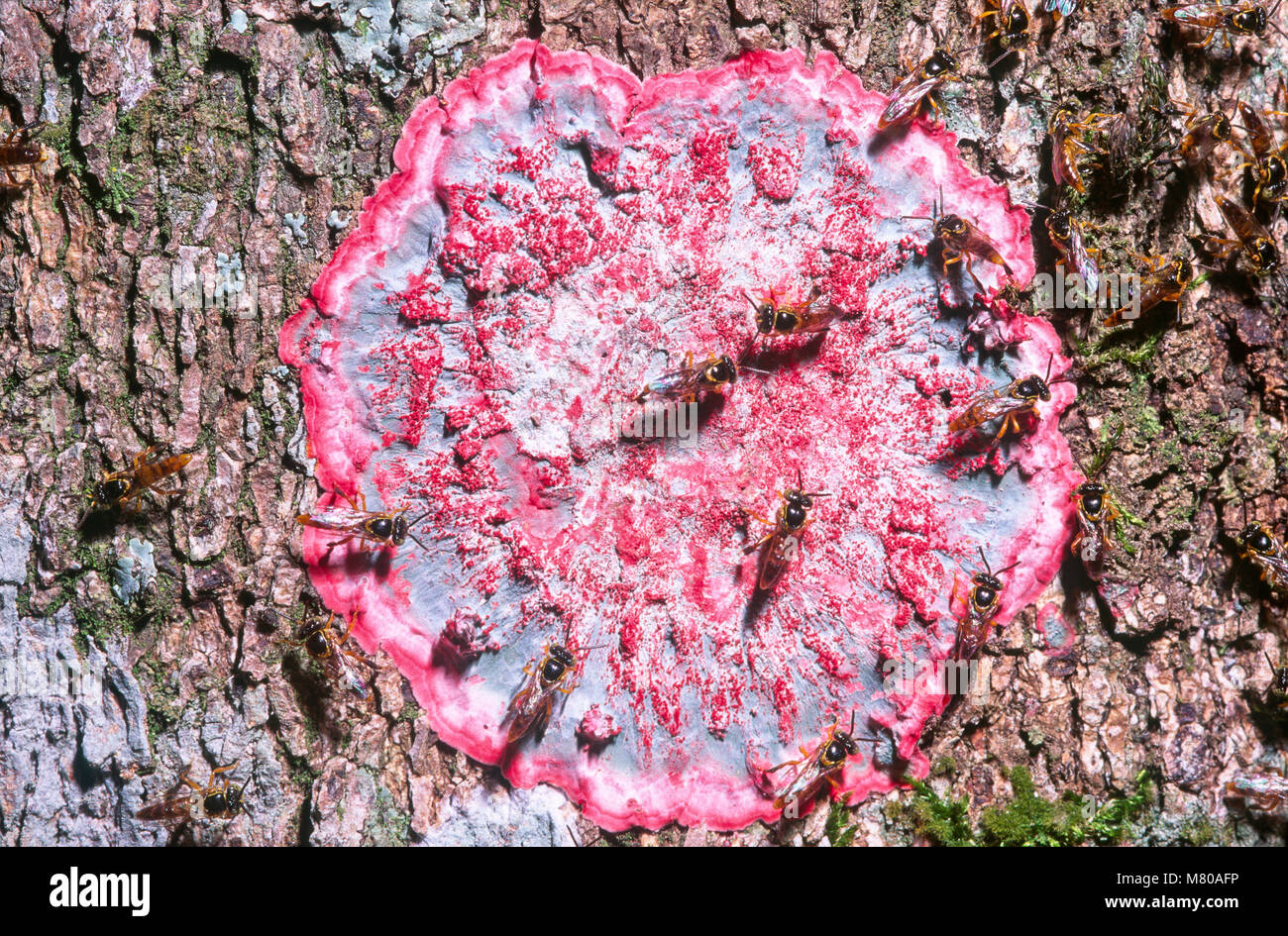 Stingless bees (Tetragonisca angustula) on Christmas lichen (Cryptothecia rubrocincta) Stock Photo