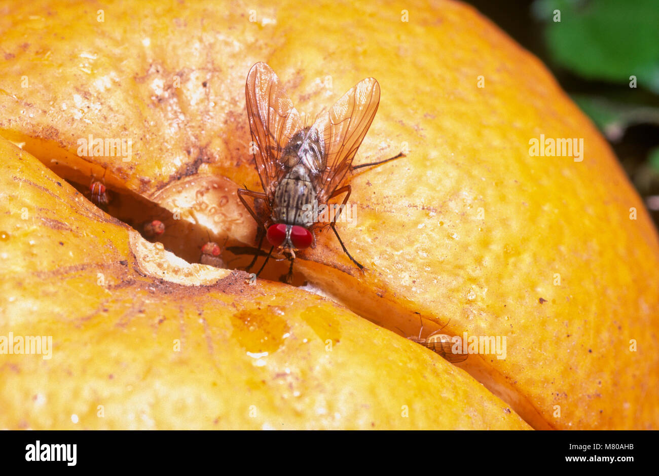 Red-eyed muscid fly (Muscidae) and vinegar flies (Drosophilidae), feeding on orange Stock Photo