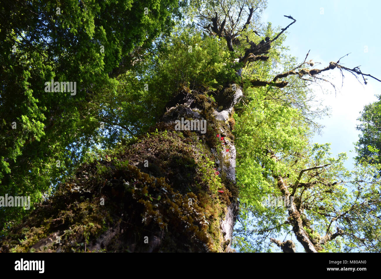 Plants of the Valdivian temperate rainforests in southern Chile (Chilean Patagonia) Stock Photo