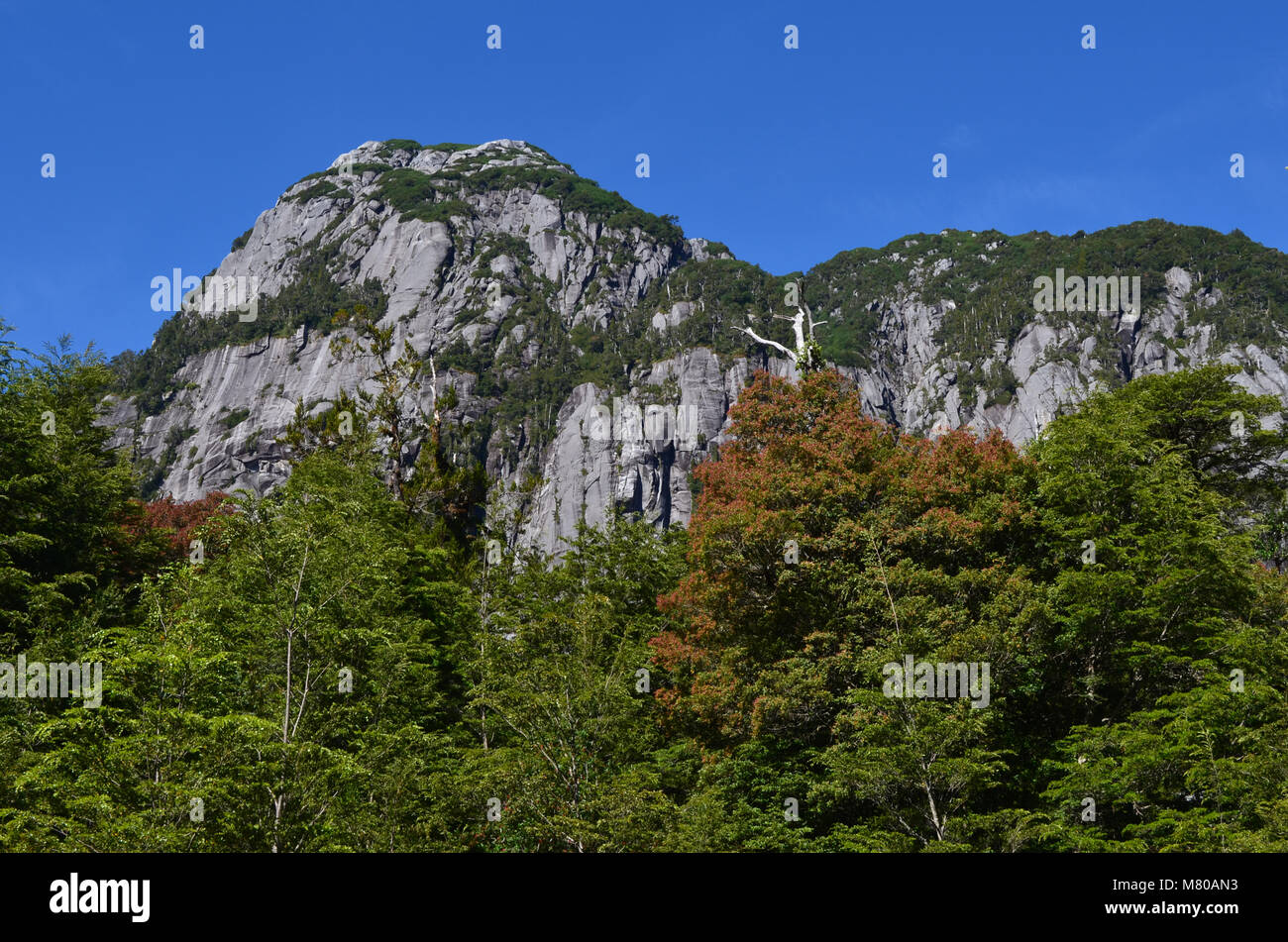 Plants of the Valdivian temperate rainforests in southern Chile (Chilean Patagonia) Stock Photo