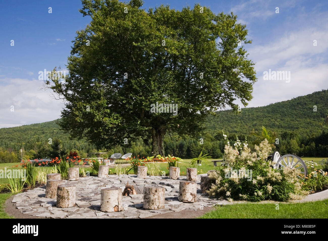 Birch tree stumps in a circle around fire pit in landscaped backyard garden in summer. Stock Photo