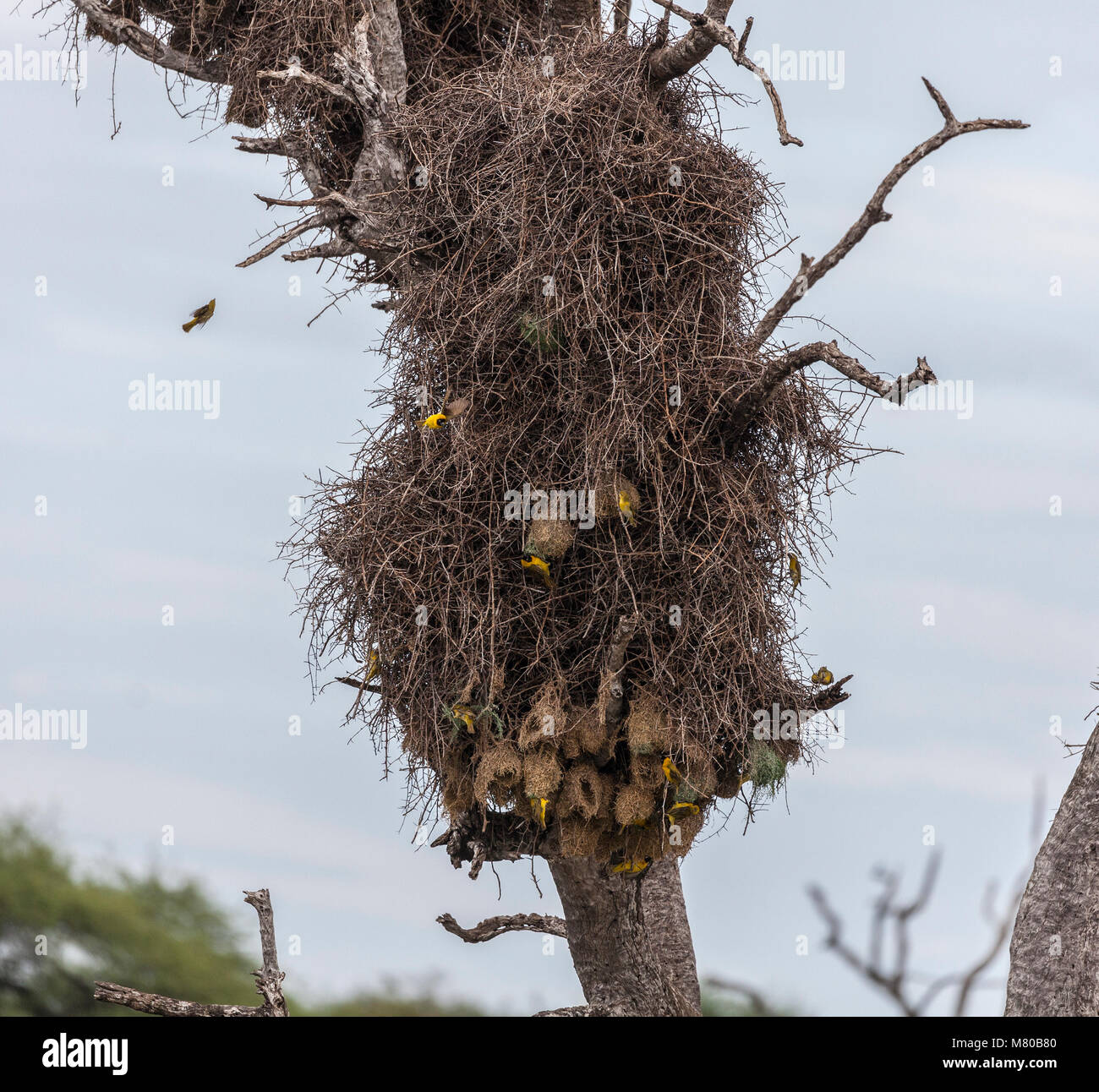 Red billed buffalo weaver nest hires stock photography and images Alamy