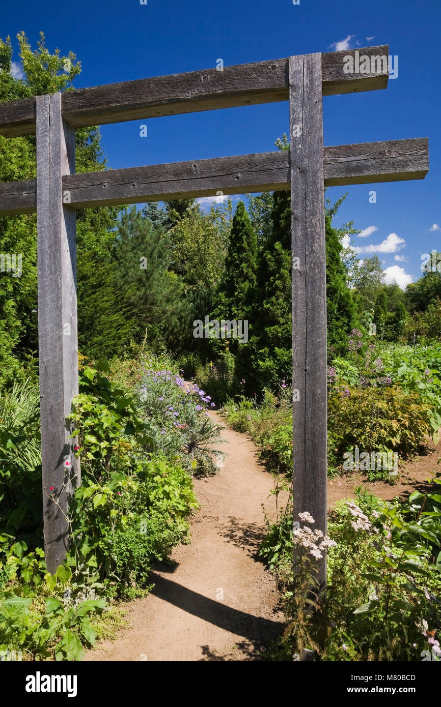 Wooden arbour and dirt path with borders planted with Vitis 'Eona ...