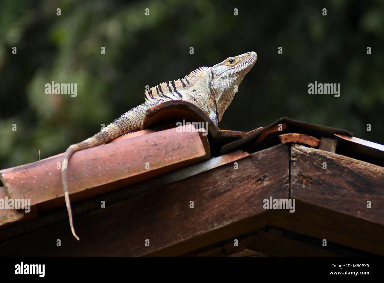White Spiny-tailed Iguana (Ctenosaur similis) basking on a tiled roof in Tarcoles, Puntarenas Province in Costa Rica. Stock Photo