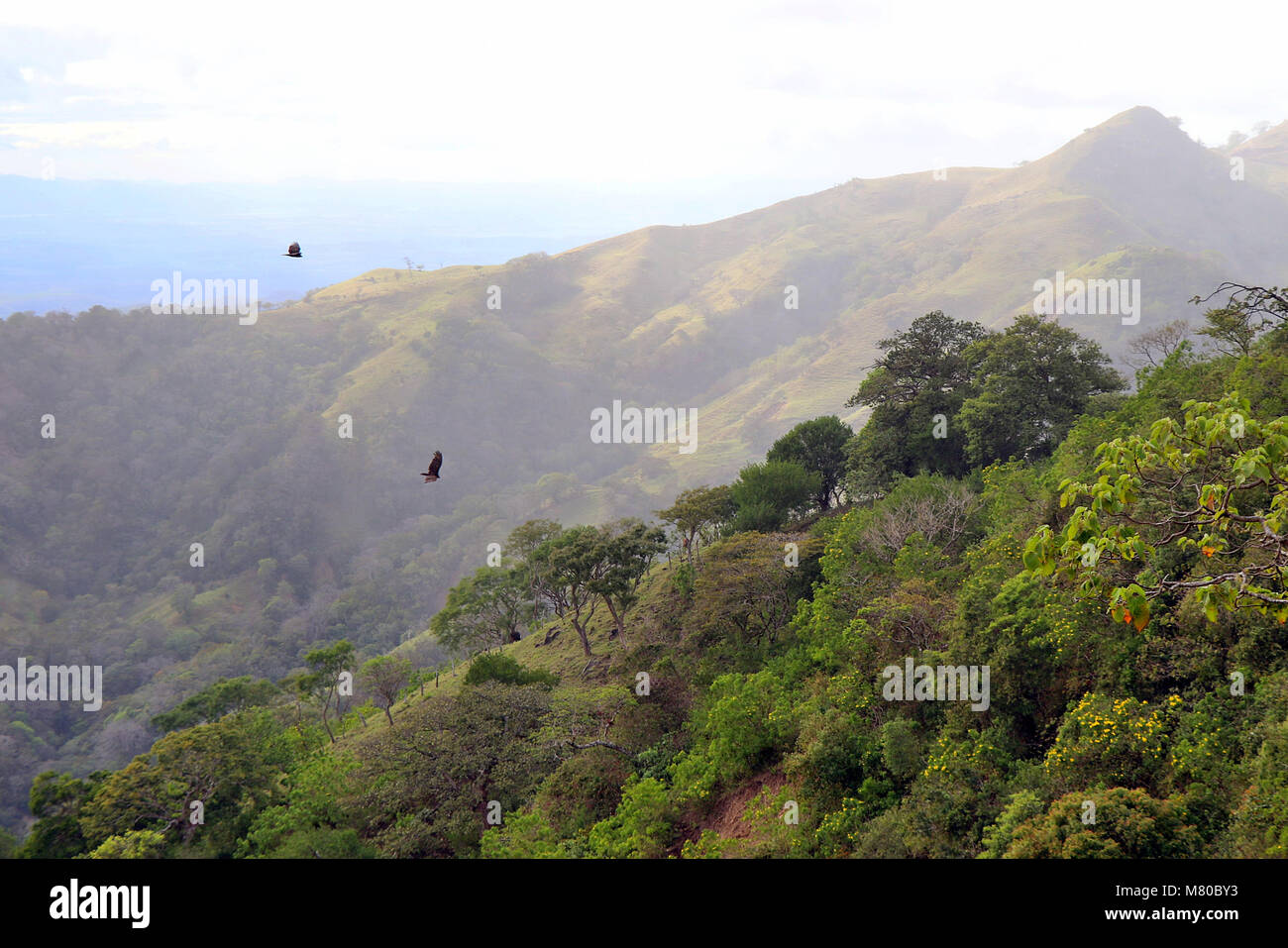Vultures circling over mountains on the road to Monteverde in Guanacaste Province, Costa Rica. Stock Photo