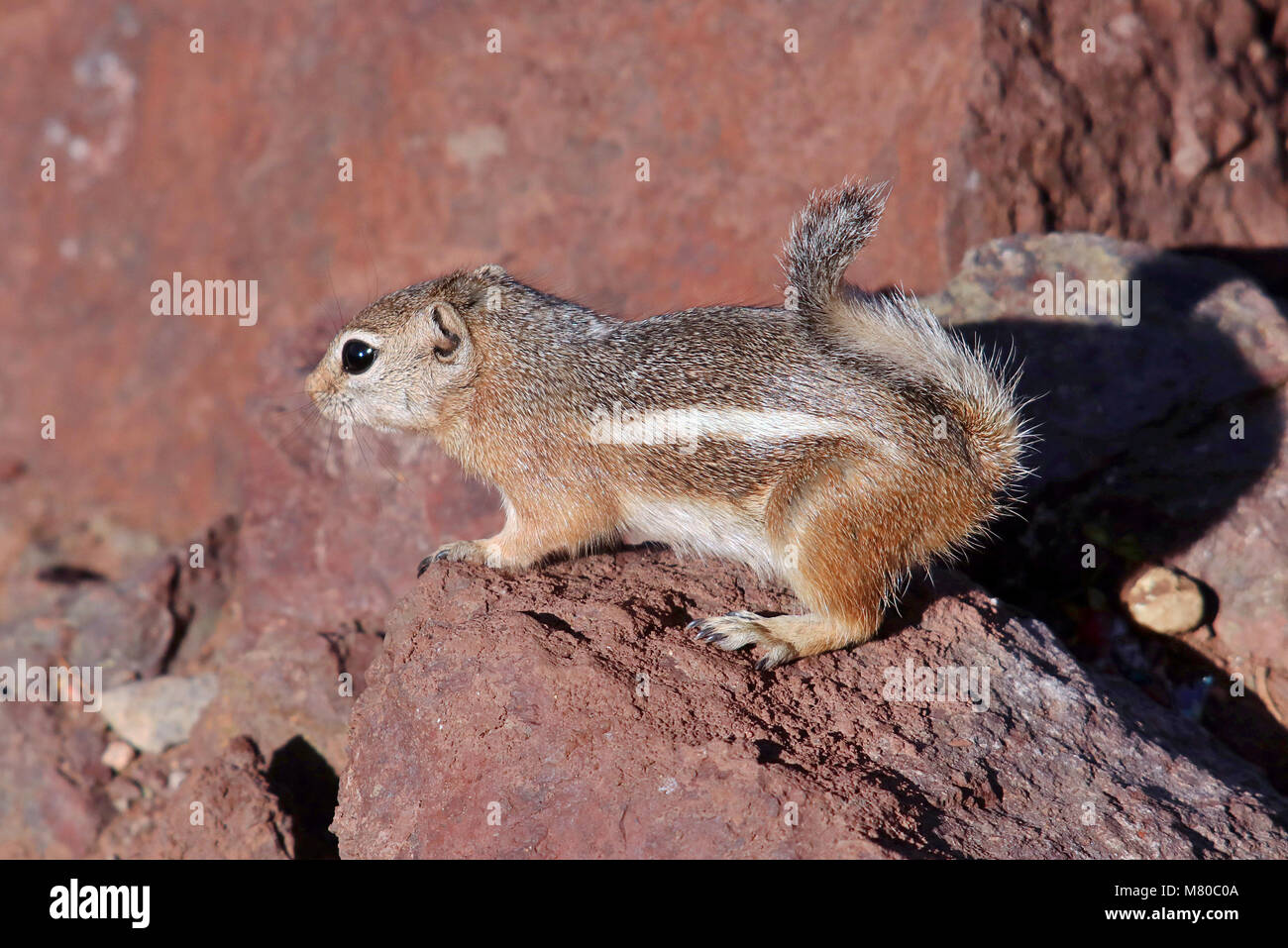 White Tailed Antelope Squirrel (Ammospermophilus leucurus) on a rock in the Nevada Desert at Lake Mead State Park in Nevada, USA. Stock Photo