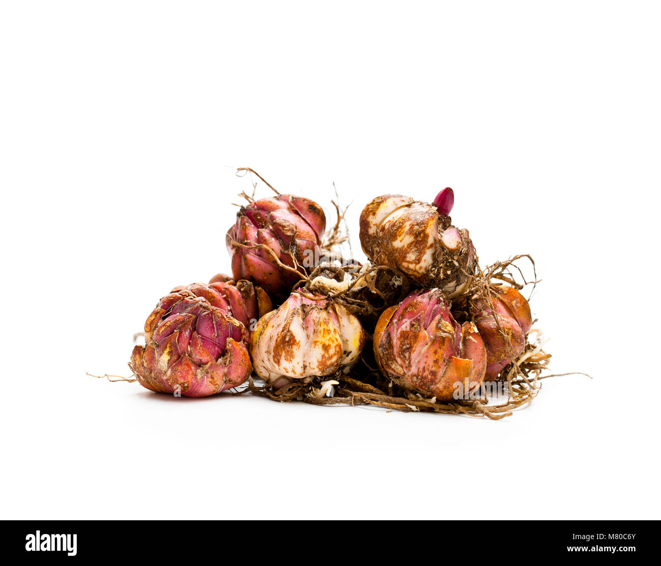 Lily bulbs isolated on white. Ready to plant Stock Photo Alamy