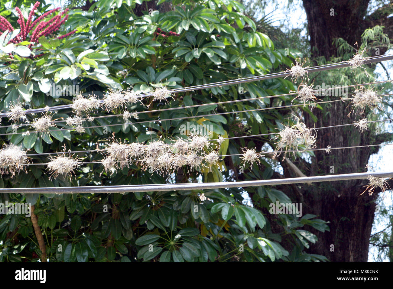 Ball moss growing on wires. Oaxtepec, Mexico Stock Photo