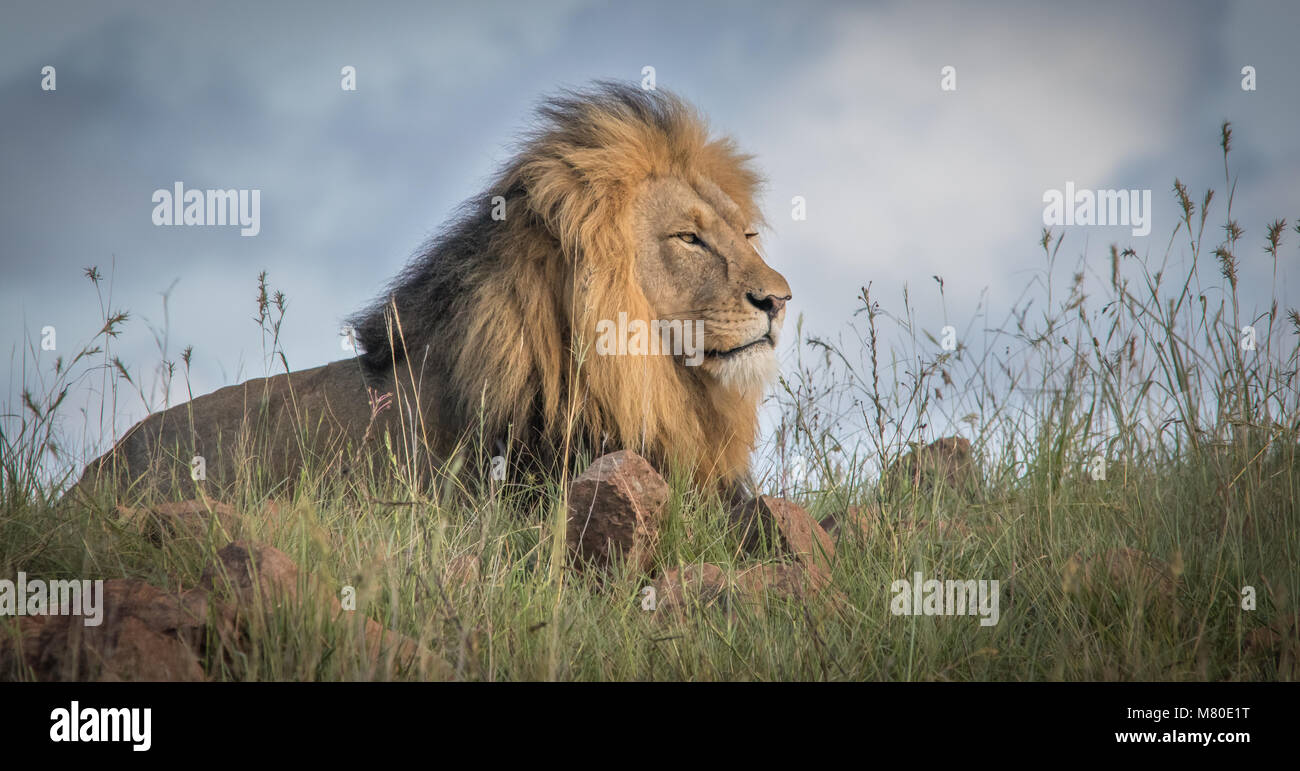 The King of the Beasts Stock Photo